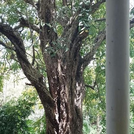 Apartamento Kon Tree Shade Dambulla Exterior foto
