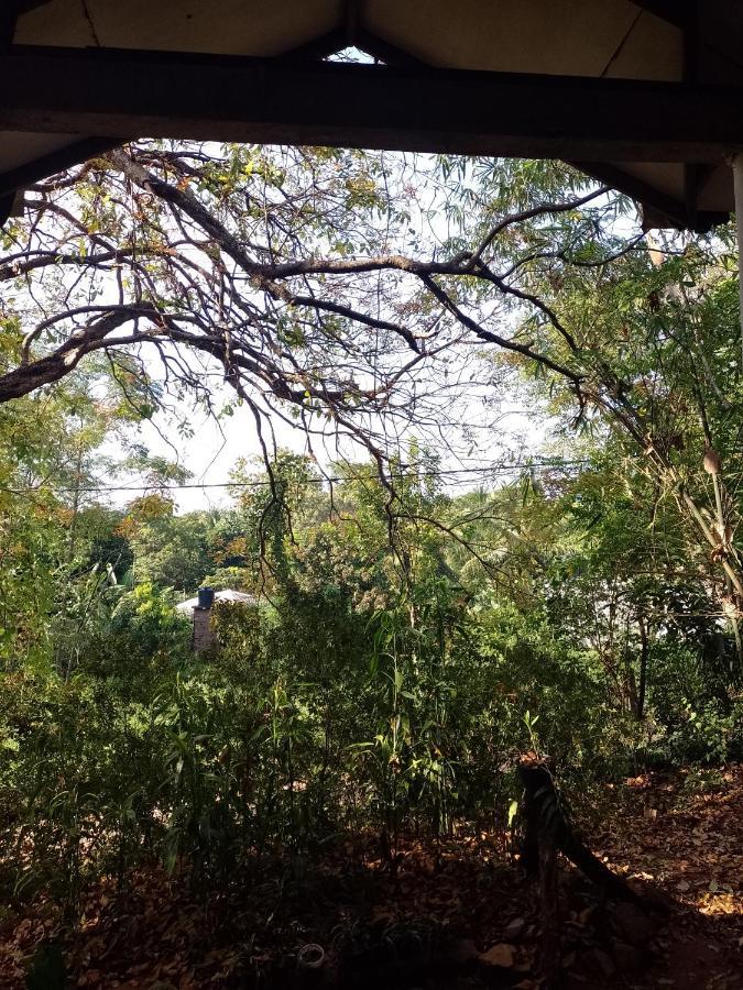 Apartamento Kon Tree Shade Dambulla Exterior foto