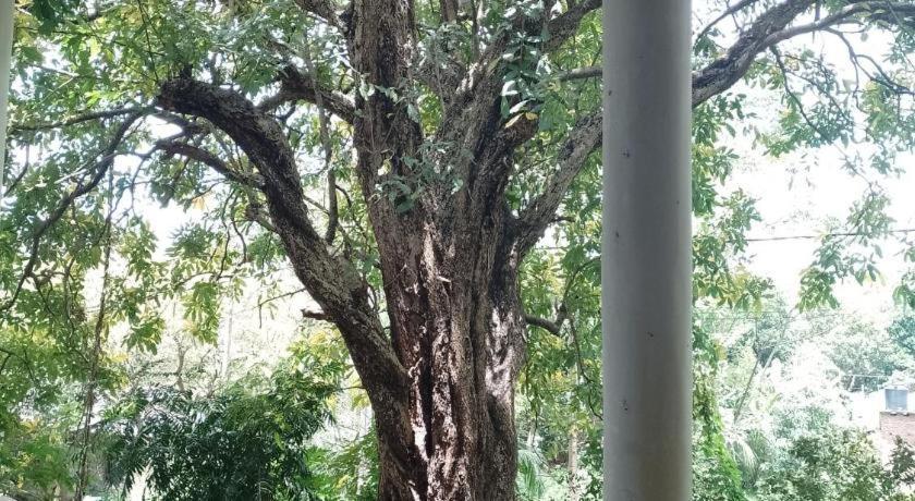 Apartamento Kon Tree Shade Dambulla Exterior foto